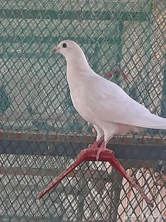 زاجل لافندر سوبر جامبو 2