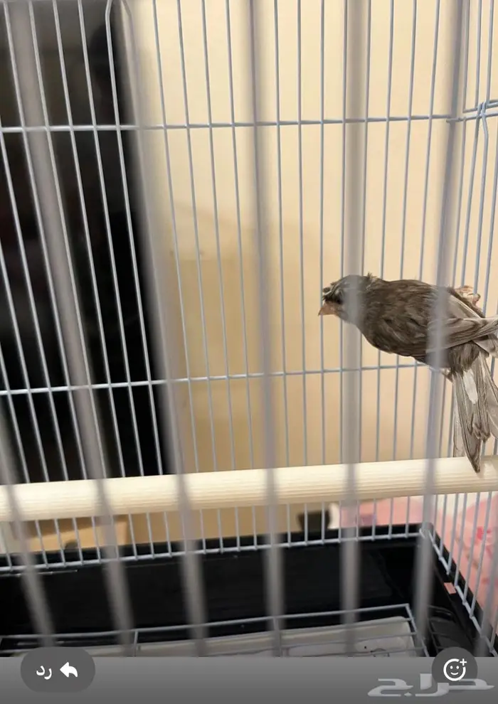 كناري جاسب كرست تغريد نار 4