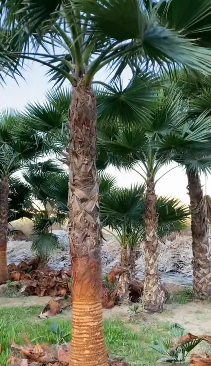 جهنميه واشجار جميع لانواع ونخل واشنطني نخيل واشنطن 5
