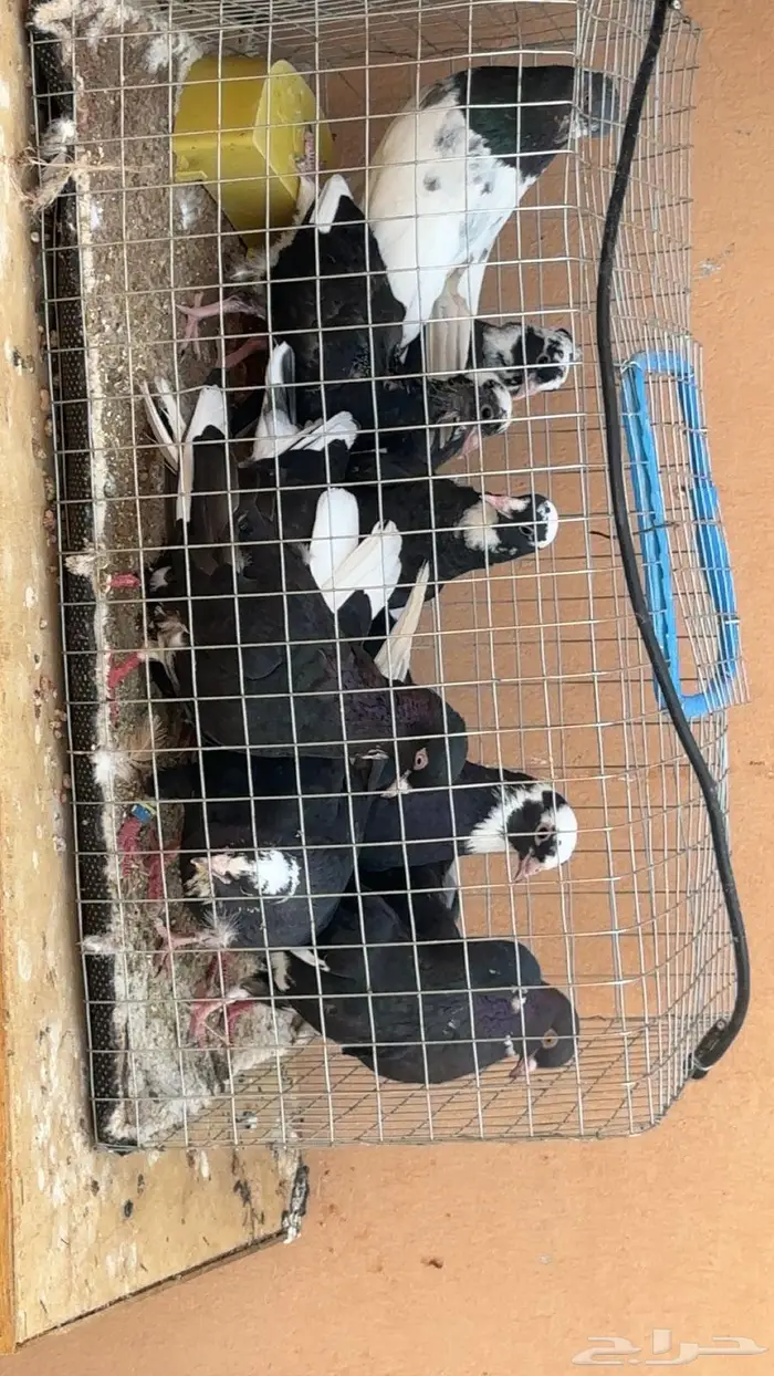 جوزين قطايف 1