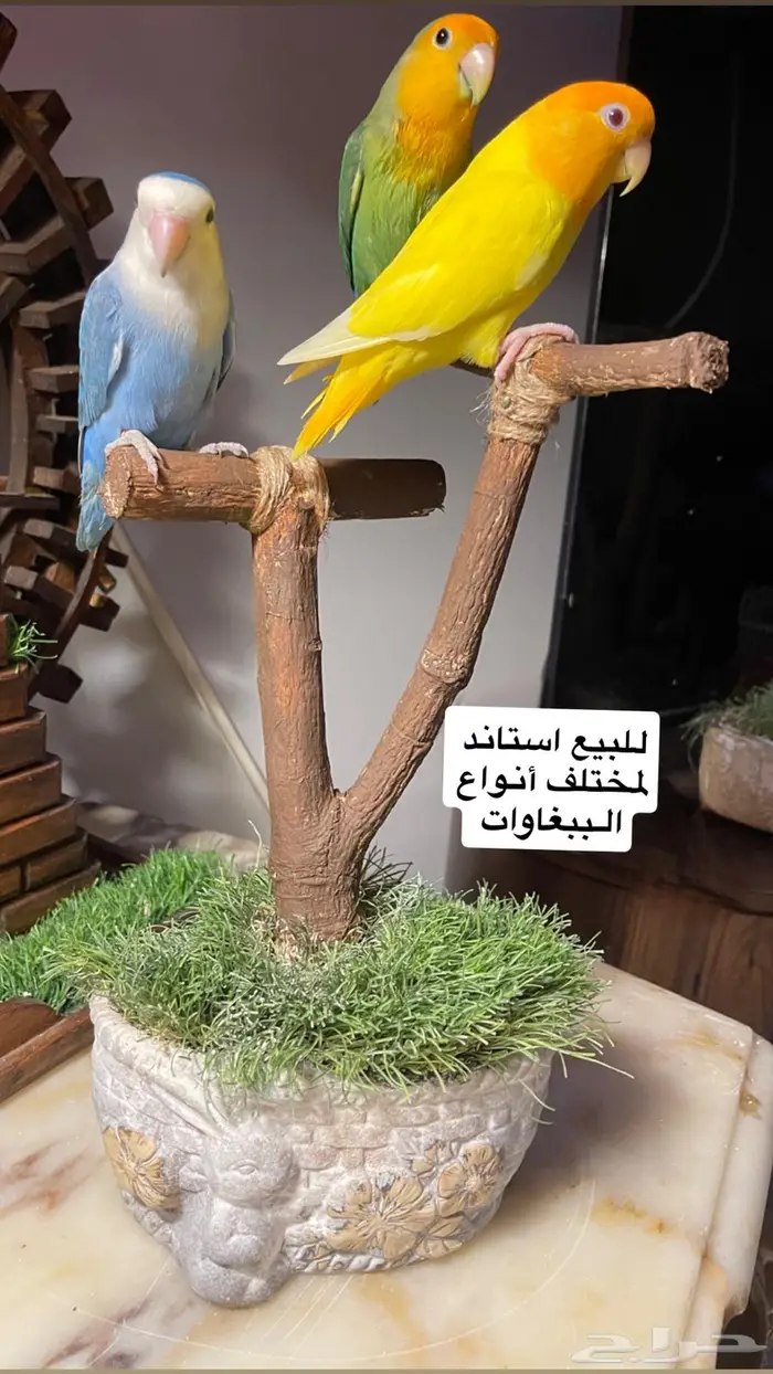للبيع استاند خشب الببغاوات 2
