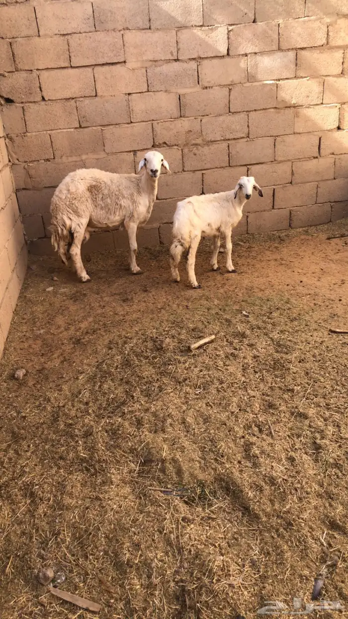 حريه 0