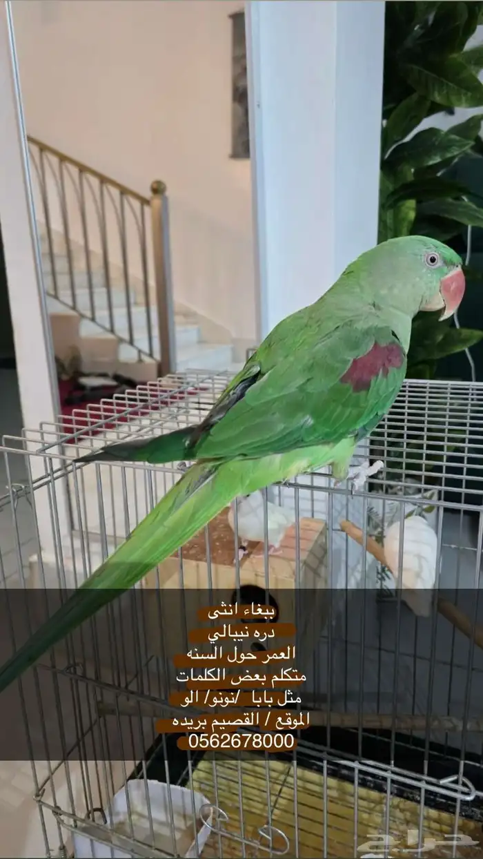 للبيع ببغاء 0