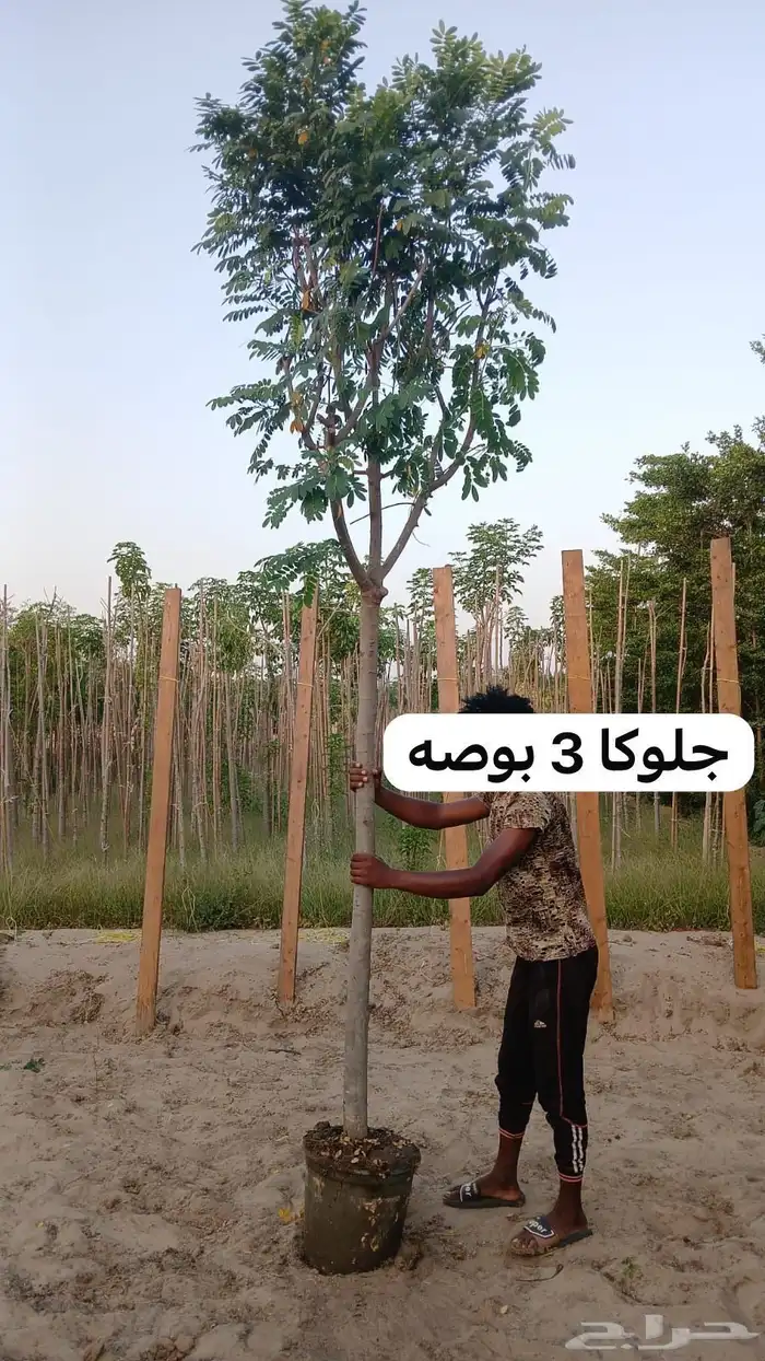 أشجار سماكات لشركات 9