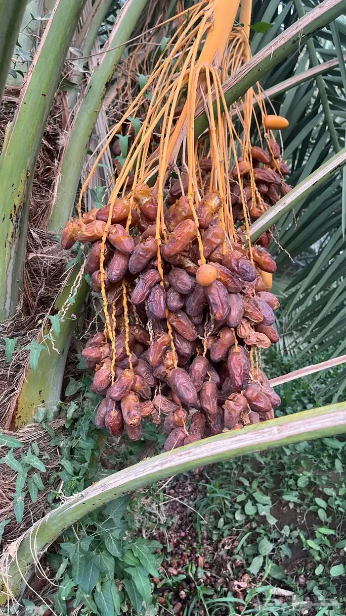 جعبة 4