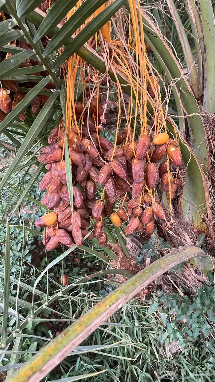 جعبة 6