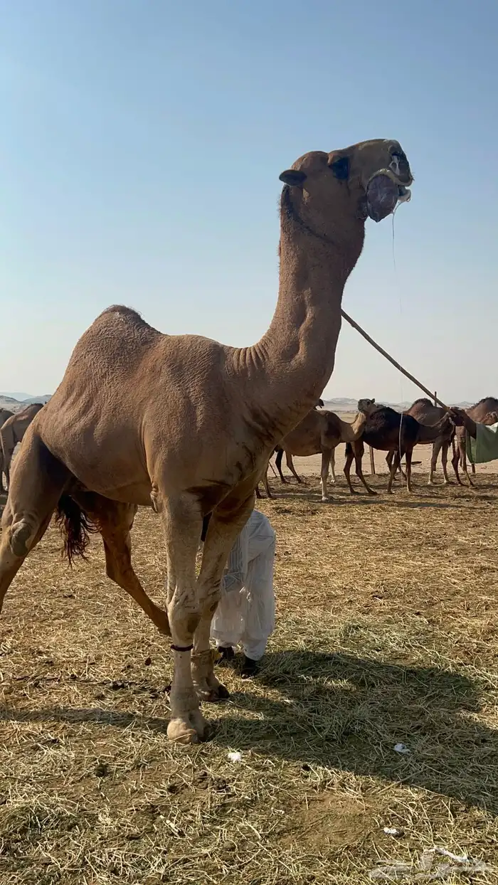 بعير احمر شمالي 2