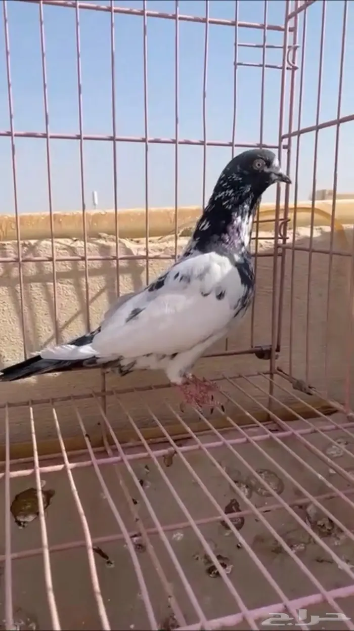 حمام بكستاني 0