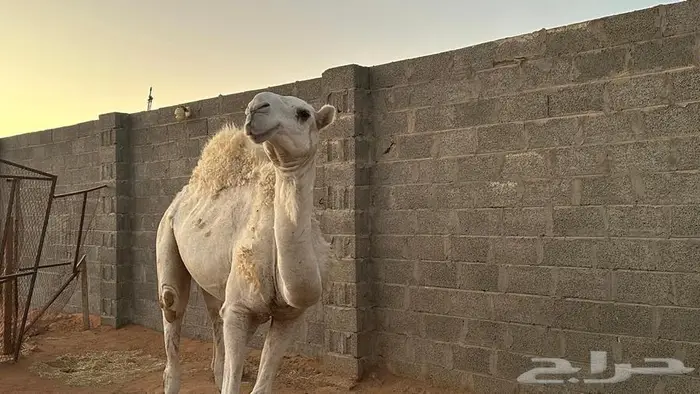 قعود برده على بعير ابن معيذر جده بعير ابو عجاريد 2