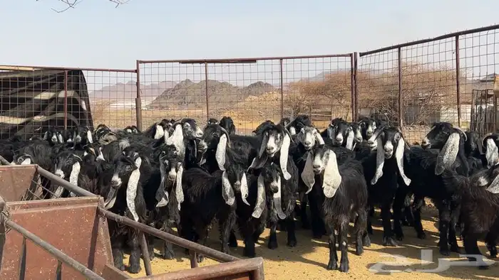 جفار عوارض صنف مضريع ودفيع طيبه 0