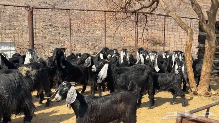 جفار عوارض صنف مضريع ودفيع طيبه 3