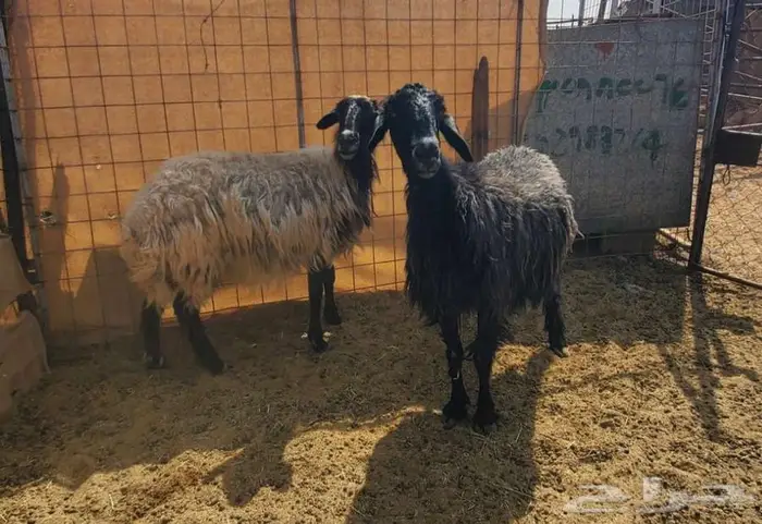 6 نعاج طيبات 2