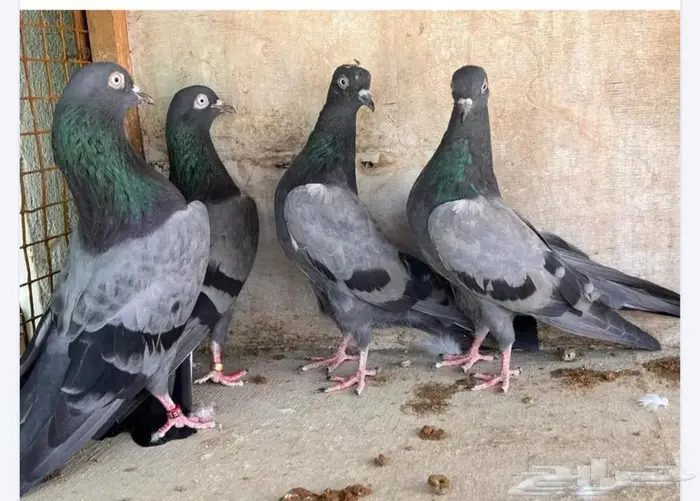حمام باكستاني 3