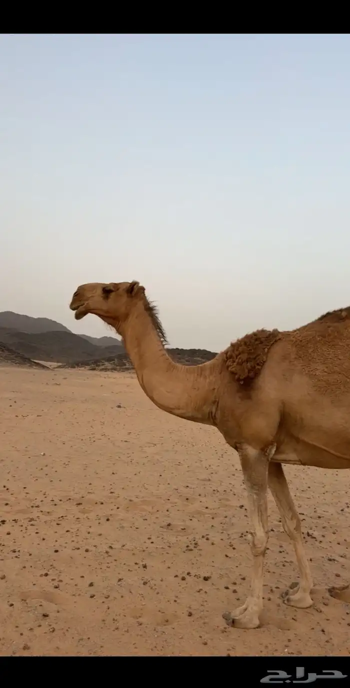 ناقه شعلا 0