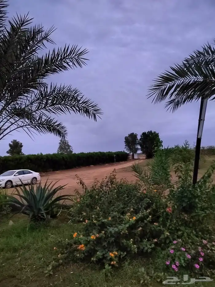 مزرعة جيزان 1