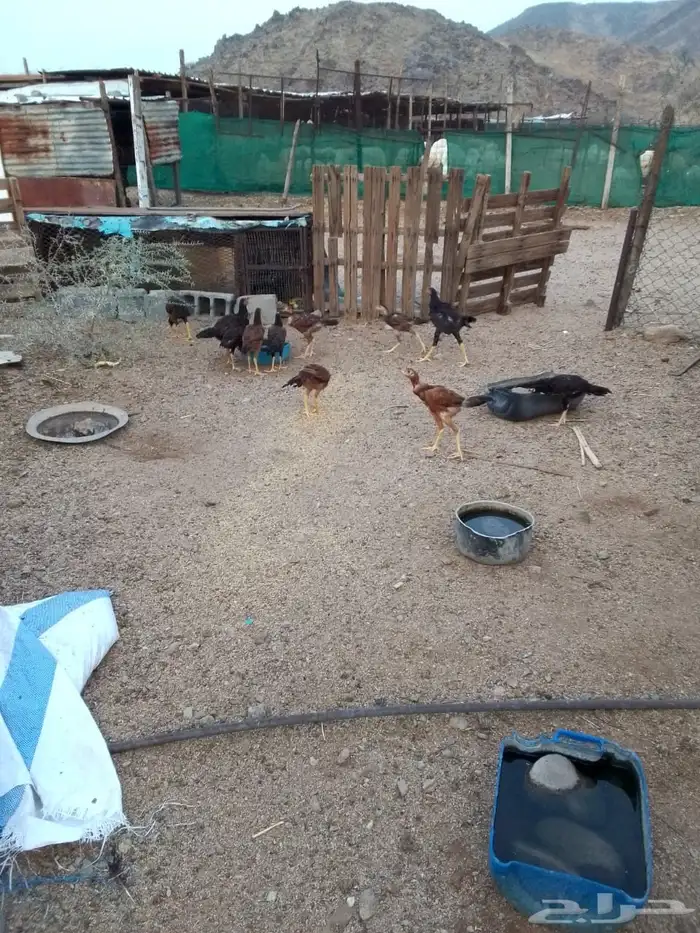 دجاج بكستاني للبيع 0