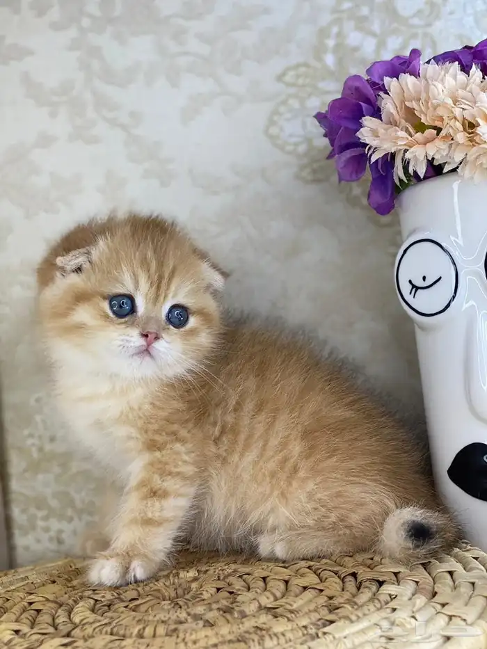قطط قطه قطوه قطو بيرشن برتش بيكي فيس كيتن cat سكوتش فولد 12