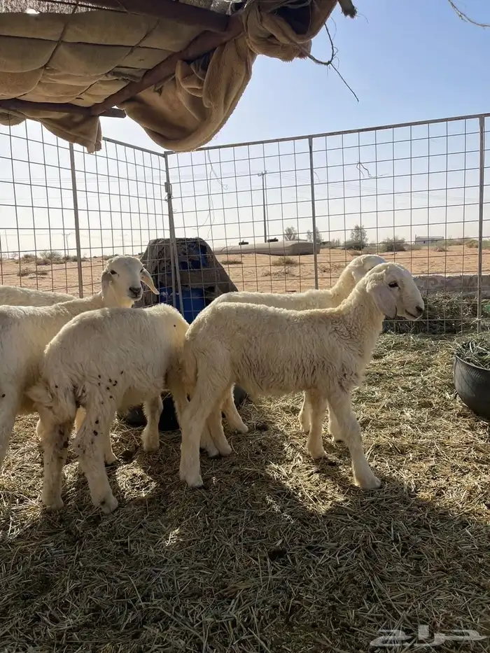 بهم طليان 0
