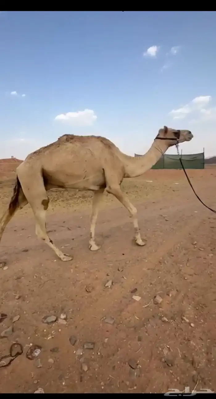 قليصه او رحول طابع شرط سنه سديس 0