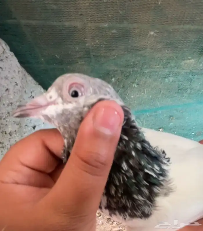 حمام بكستاني 3