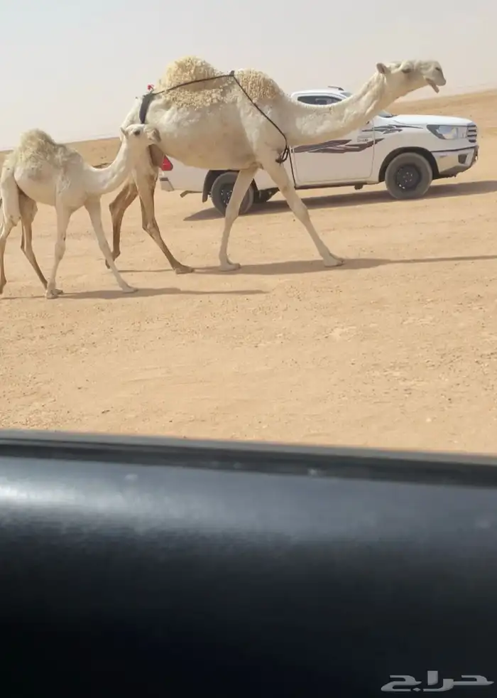 حدرها قعود 0