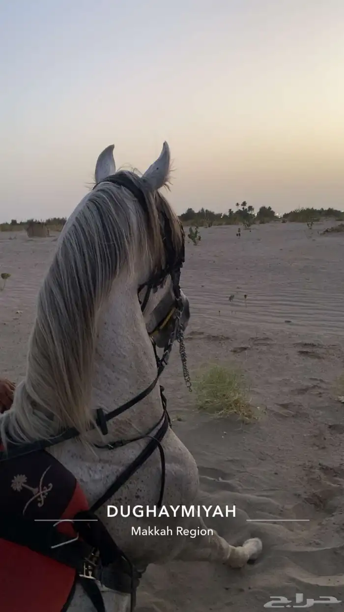 حصان شعبي جمره 2