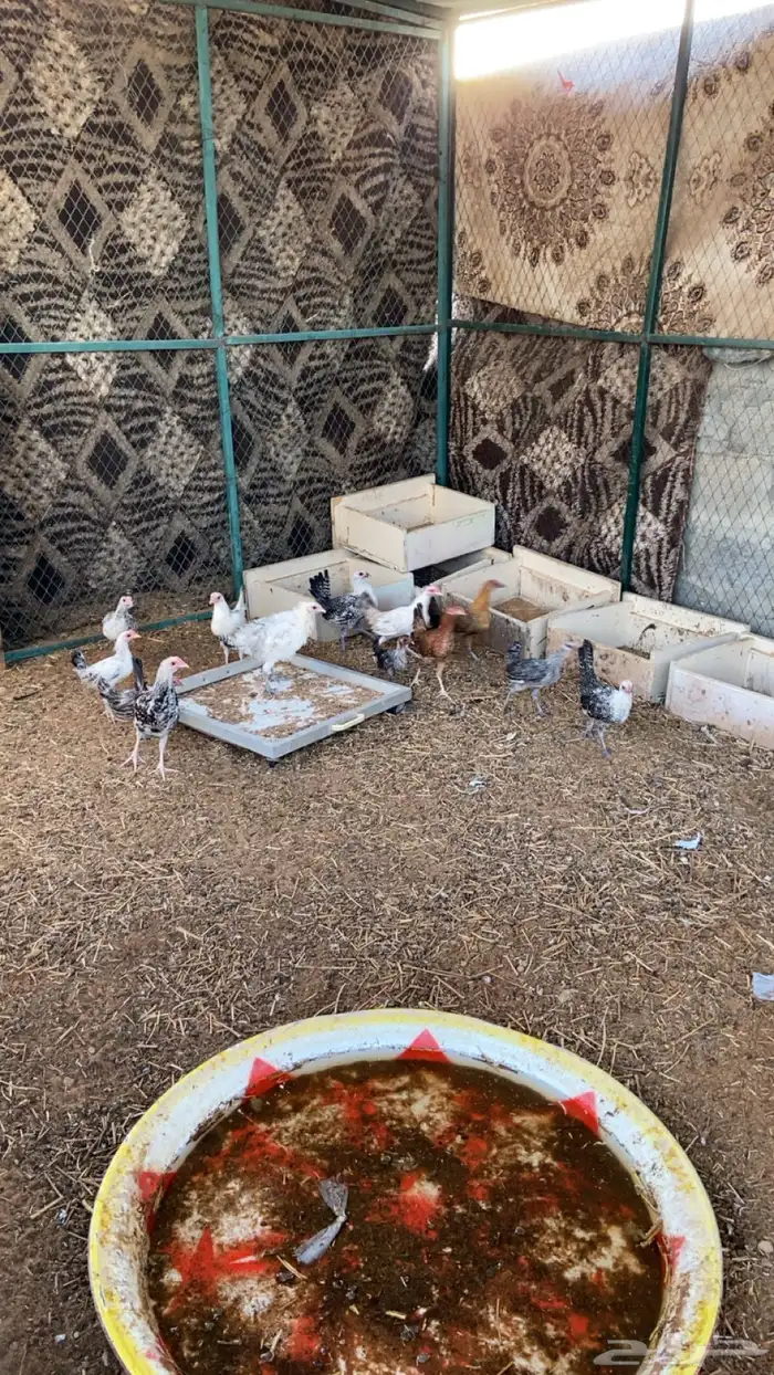 دجاج 0