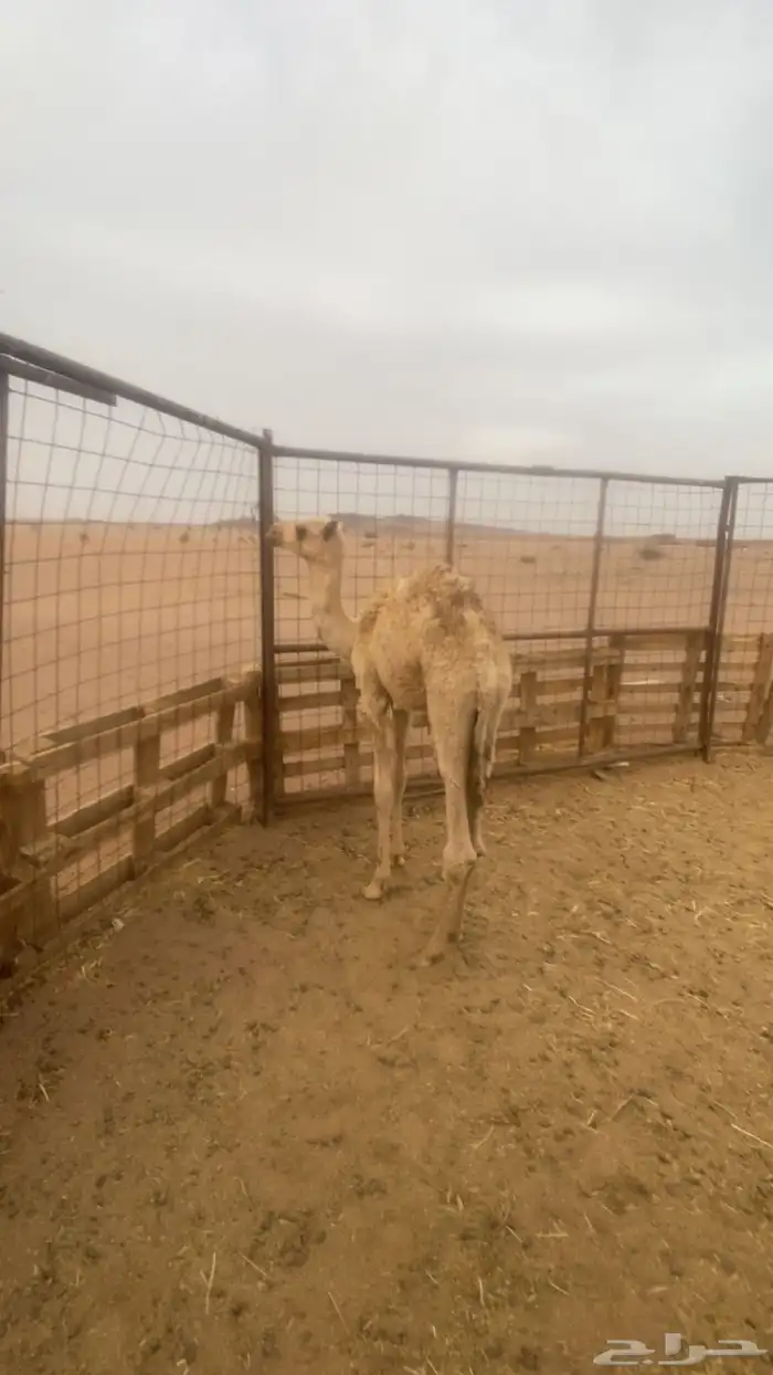 لبيع 1
