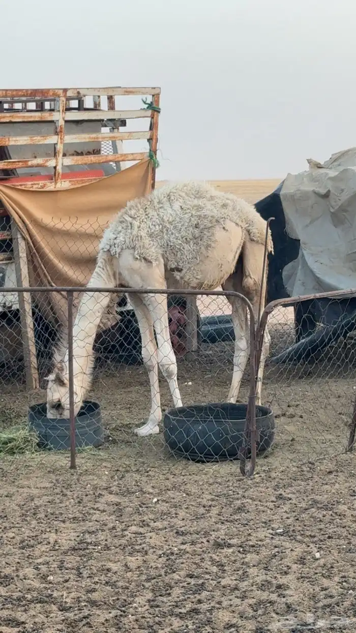 حاشي عمره 6اشهر 1
