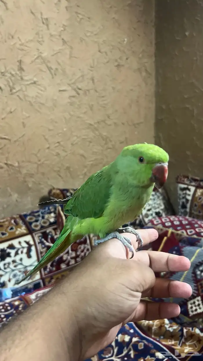 ببغاء دره هندي سوبر جامبو اليف ويطلع على اليد والذيل طويل 4