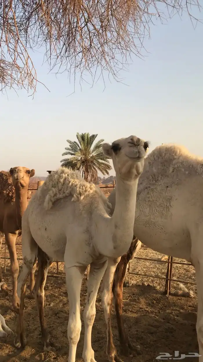 للبيع ثلاث قعدان وبكرة 5