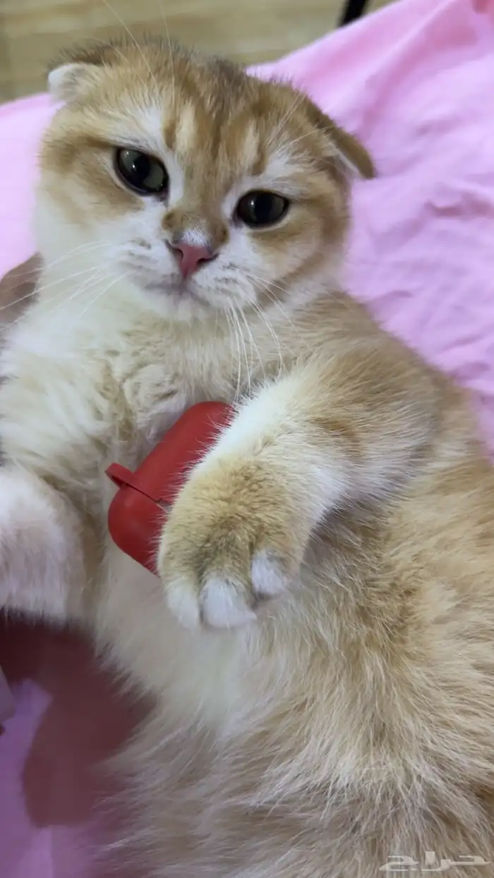 ذكر سكوتش دبل فولد من أهالي مسجلة بيور 1