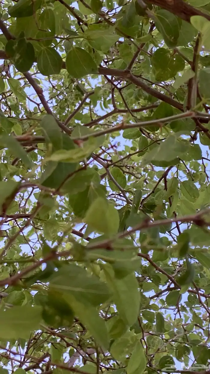 سدر مزرعتنا 1