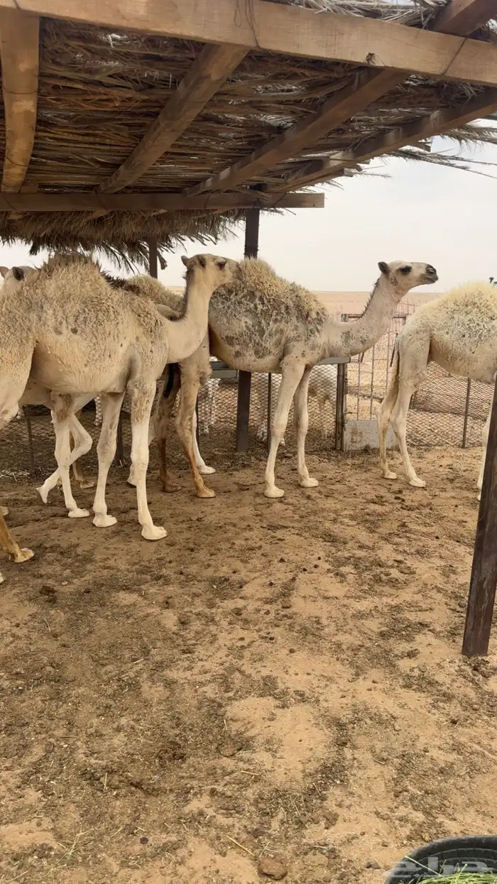 حشوا فوق التربيه فيهن واحد صغير والباقي كبار 1