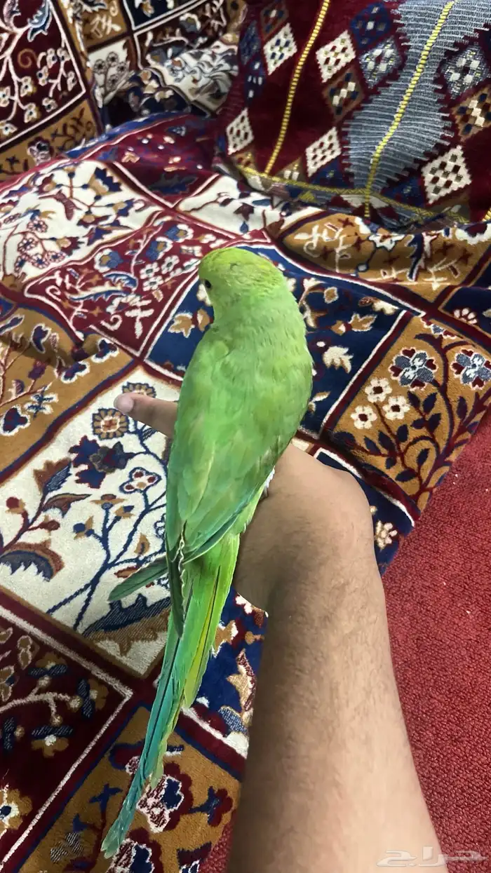 ببغاء دره هندي سوبر جامبو اليف ويطلع على اليد والذيل طويل 3