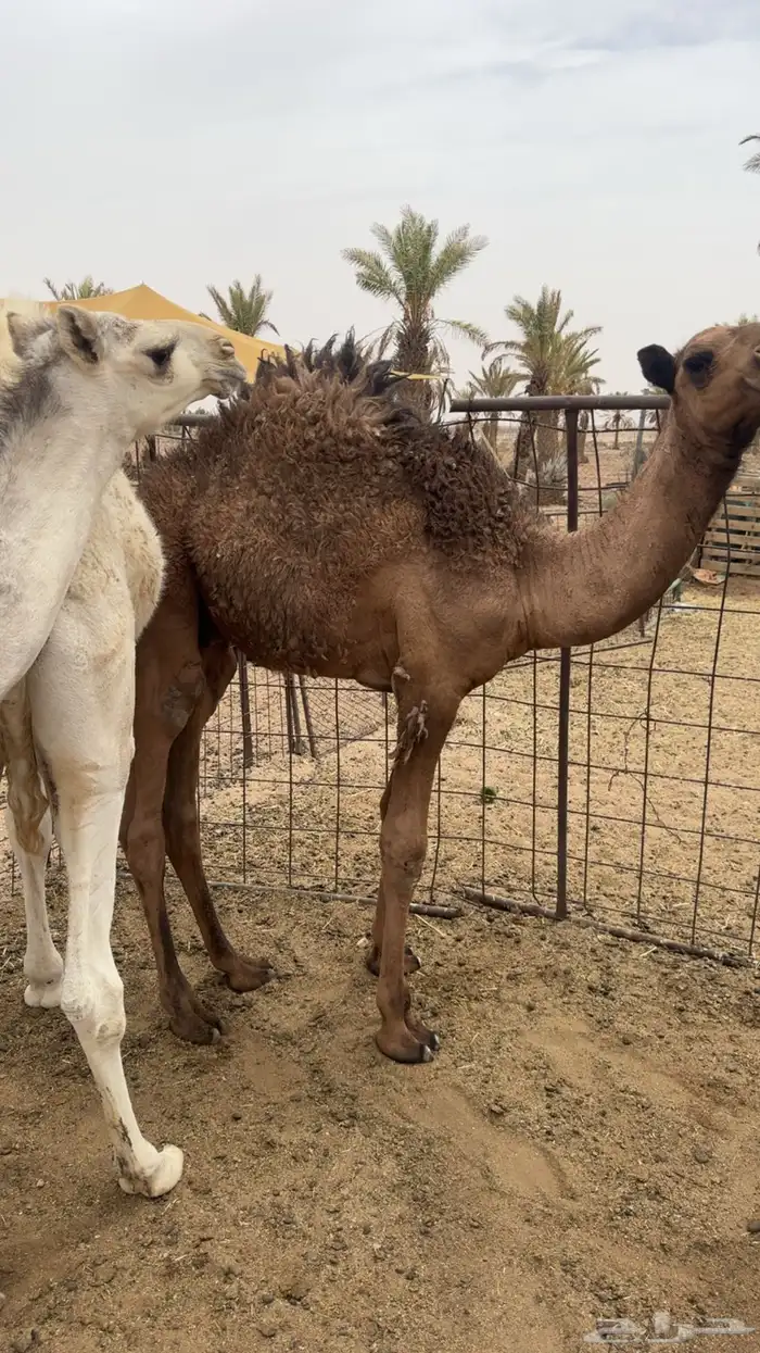 حشوا فوق التربيه فيهن واحد صغير والباقي كبار 0