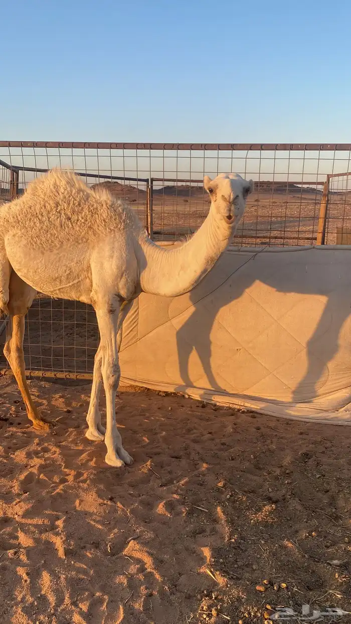 قعود 1
