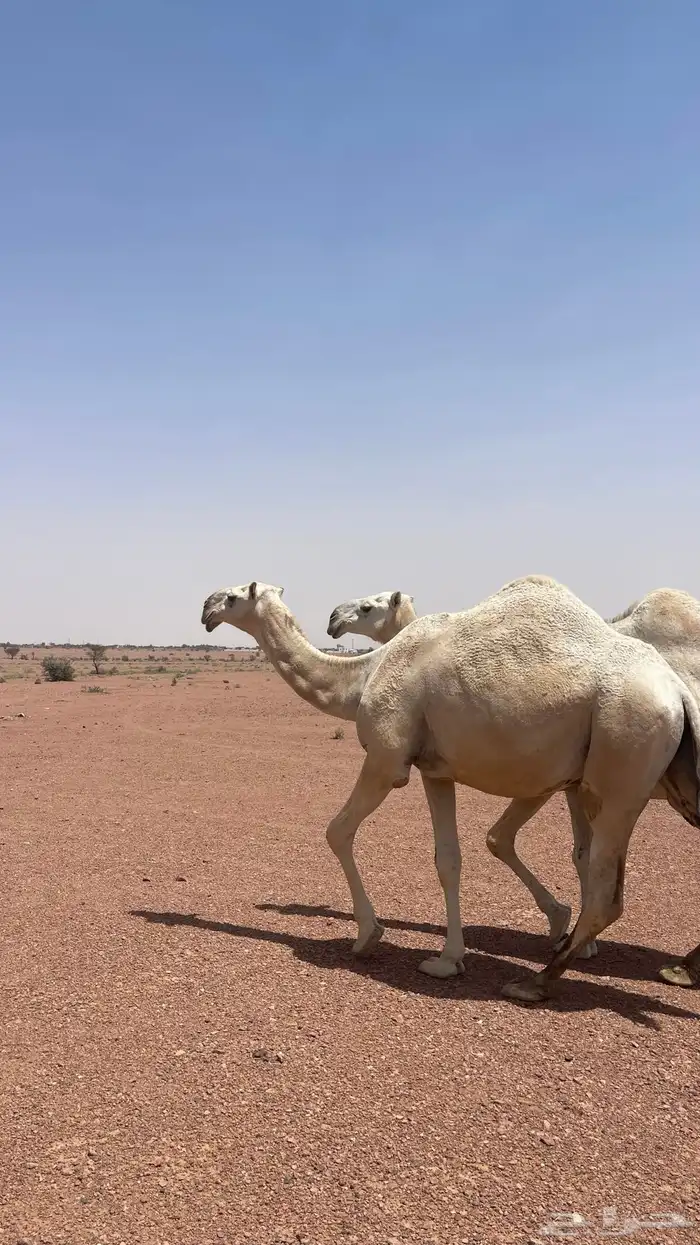للبيع النياق 1