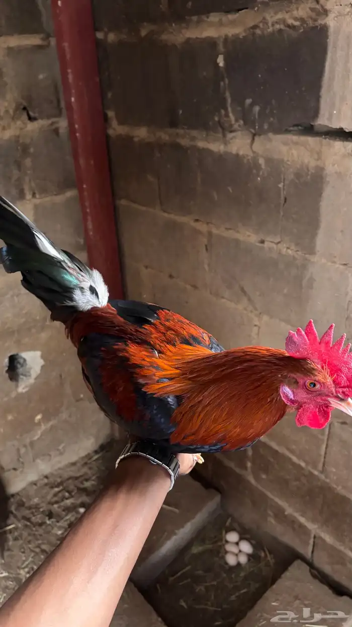 ديك عربي للبيع 7