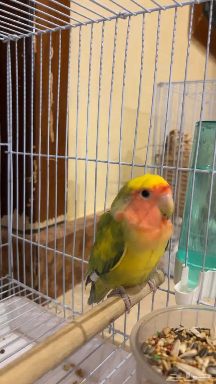 روز (تم البيع الله يبارك للمشتري) 1