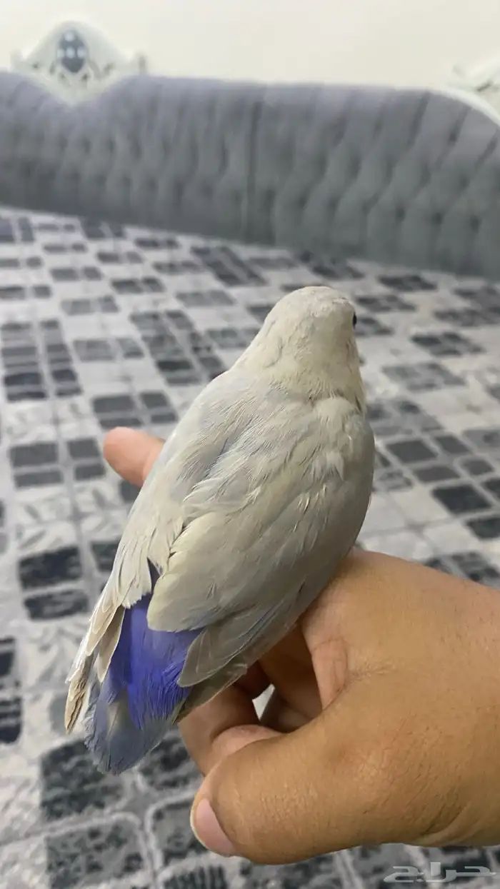 ببغاء روز اليف جدا لون مميز جداا 1