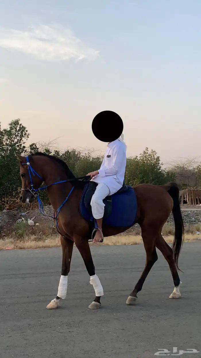 حصان شعبي 0