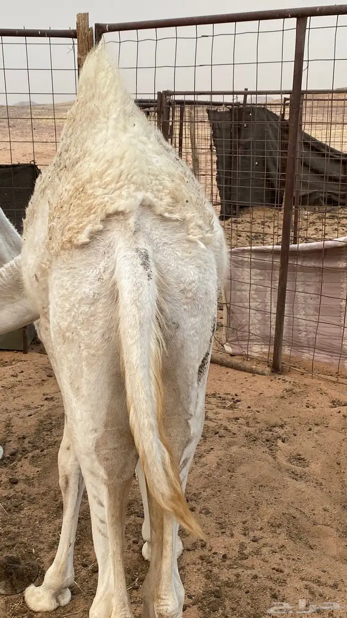 قعود 0