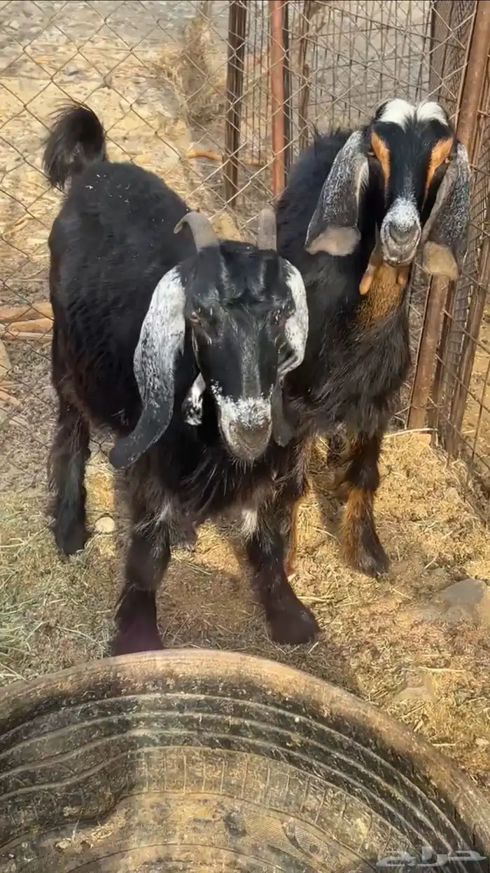 جفار مضاريع 1