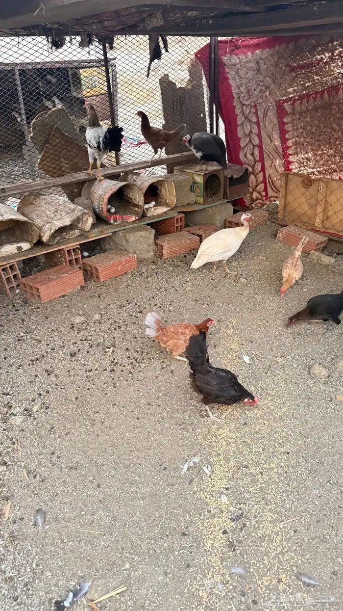 دجاج بلدي وحبشي 3