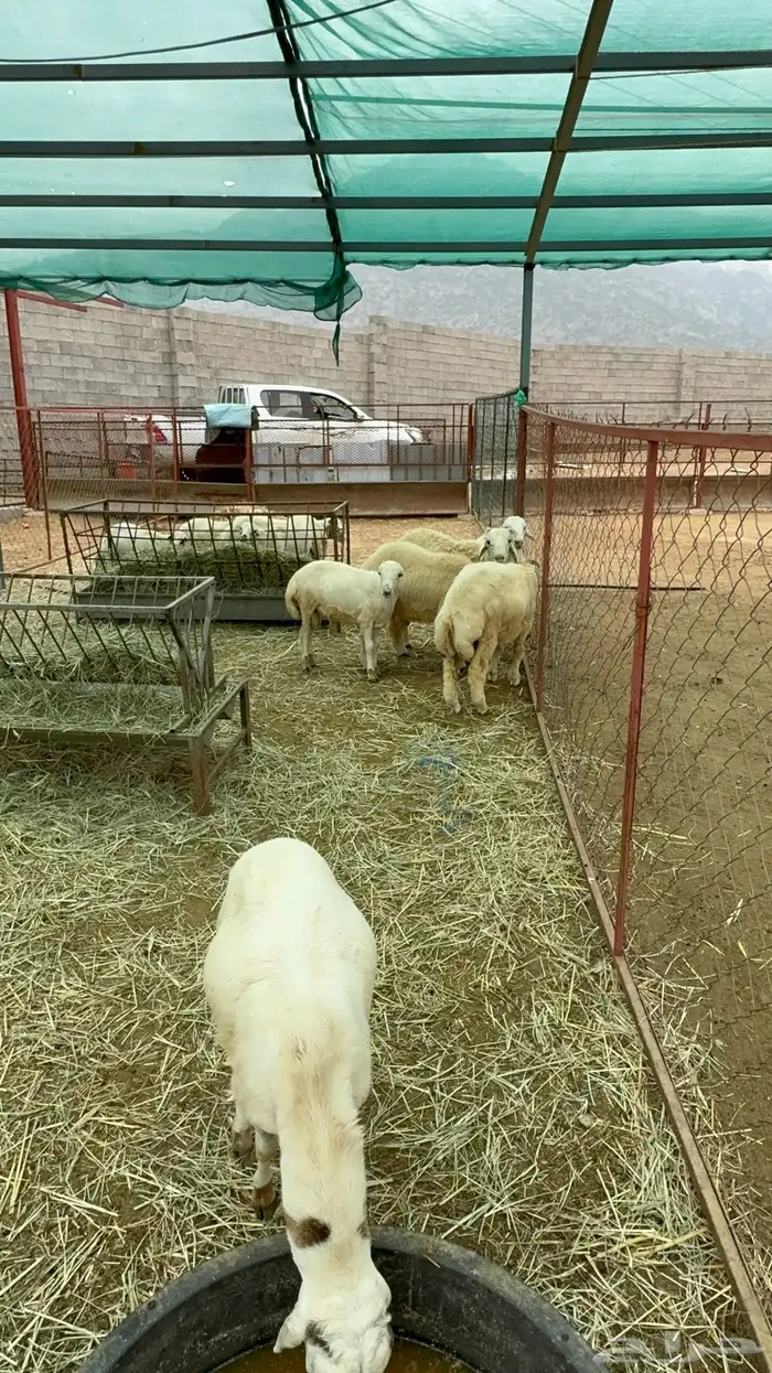 خرفان سمان 12