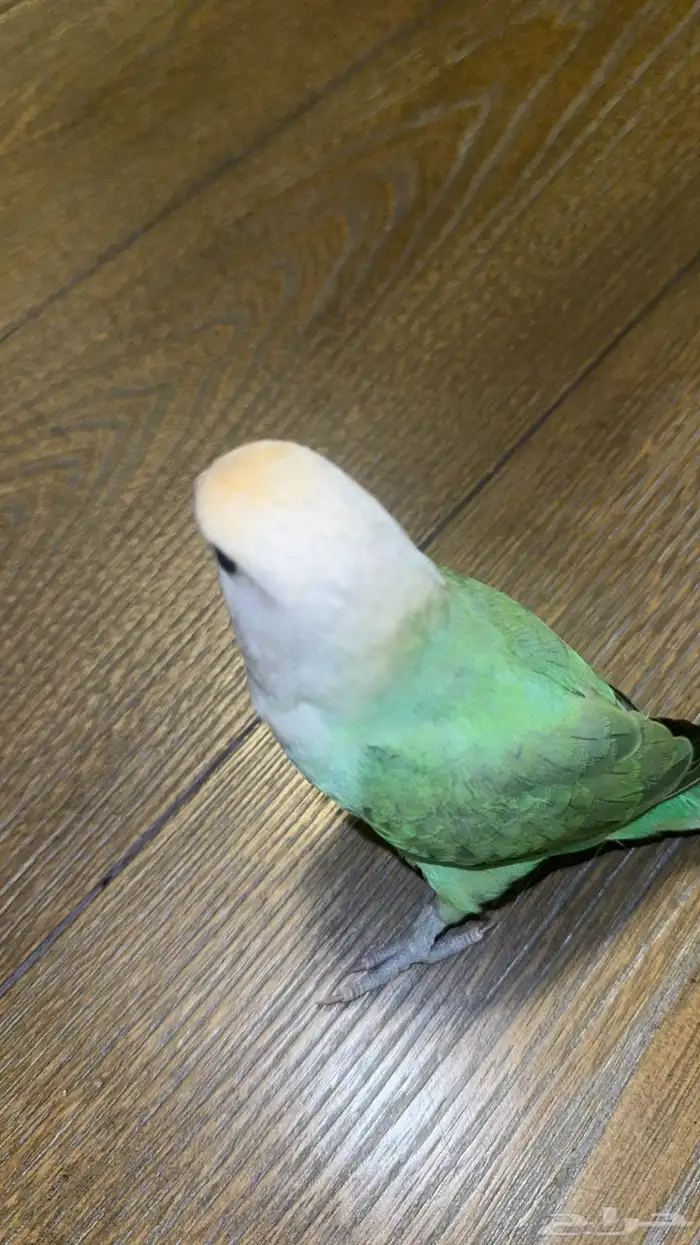 زوج روز 1