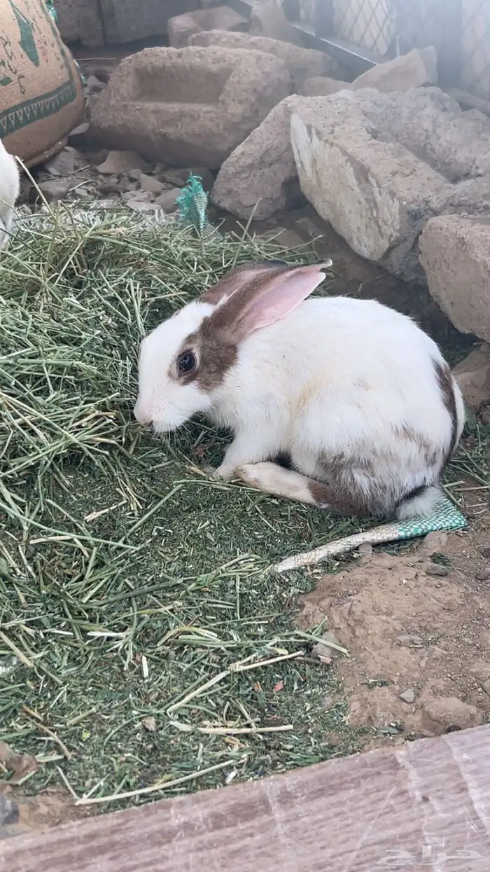 أرنب 1