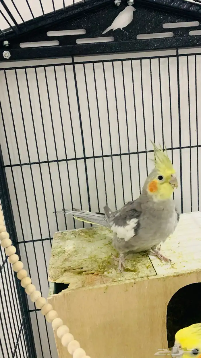 جوز ببغاء الكراون 4