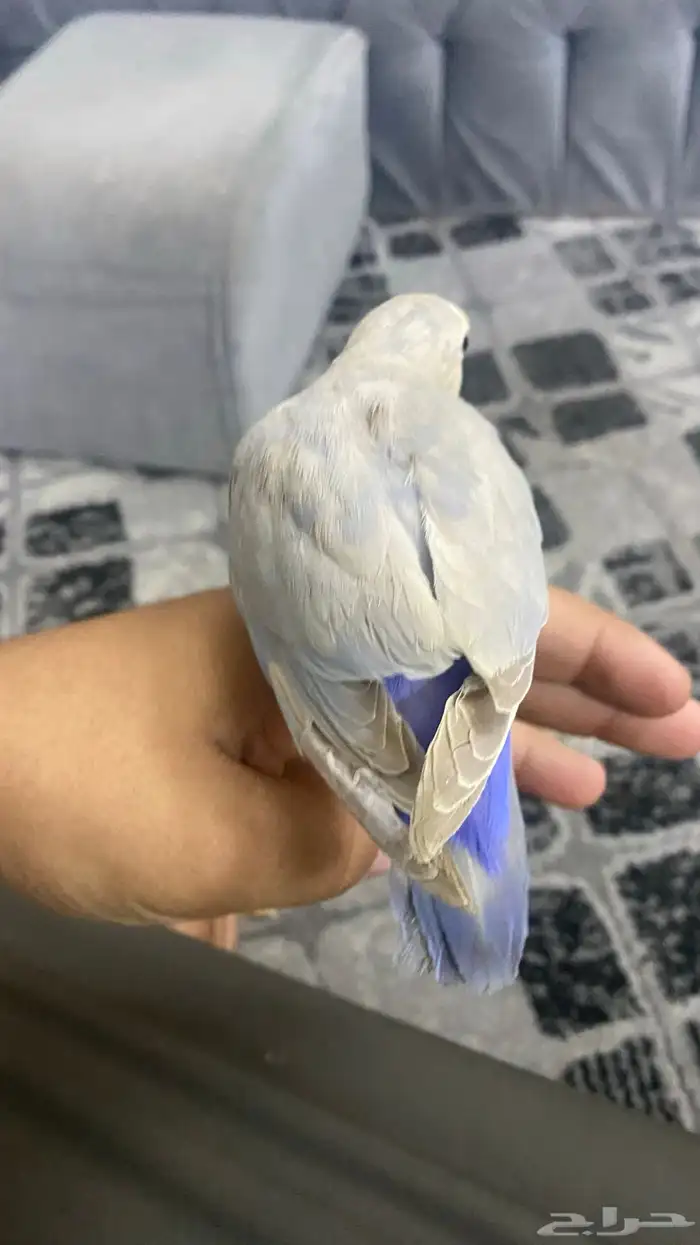 ببغاء روز اليف جدا لون مميز جداا 0